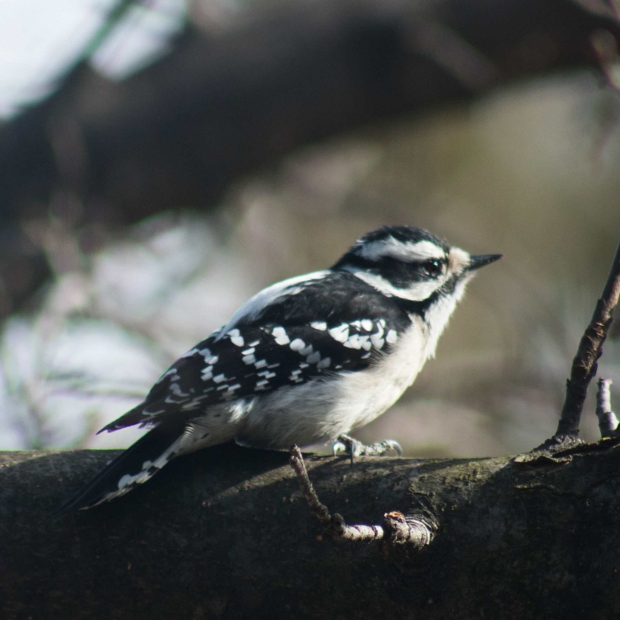 Canon EOS 750D (EOS Rebel T6i / EOS Kiss X8i) + EF75-300mm f/4-5.6 sample photo. Backyard birds - woodpecker photography