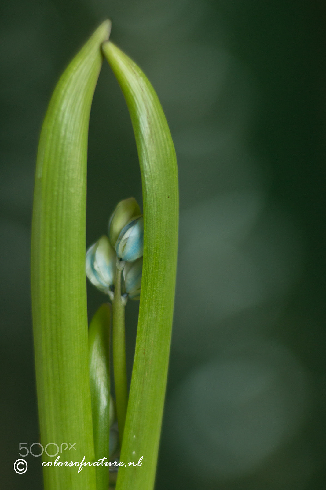 Canon EF 35-80mm f/4-5.6 sample photo. Cherished photography
