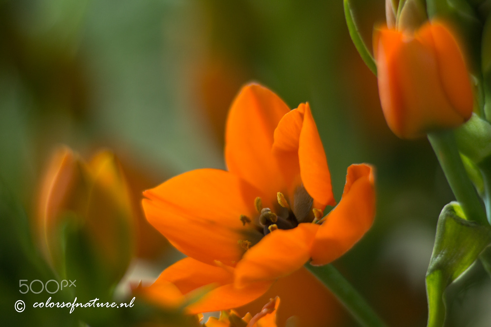 Canon EF 35-80mm f/4-5.6 sample photo. Southern wind lilly s photography