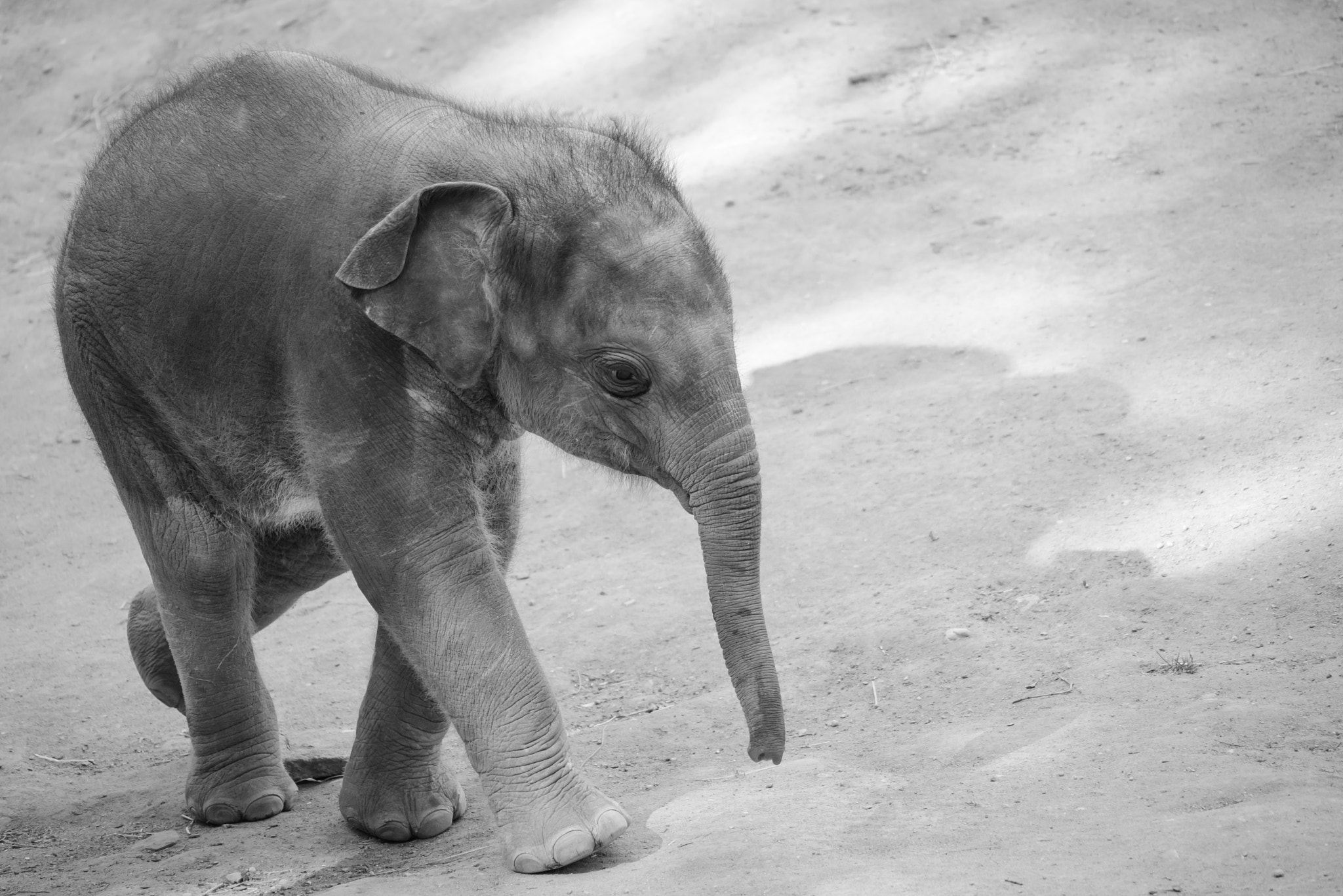 Nikon D600 + Sigma 150-500mm F5-6.3 DG OS HSM sample photo. Little elephant photography