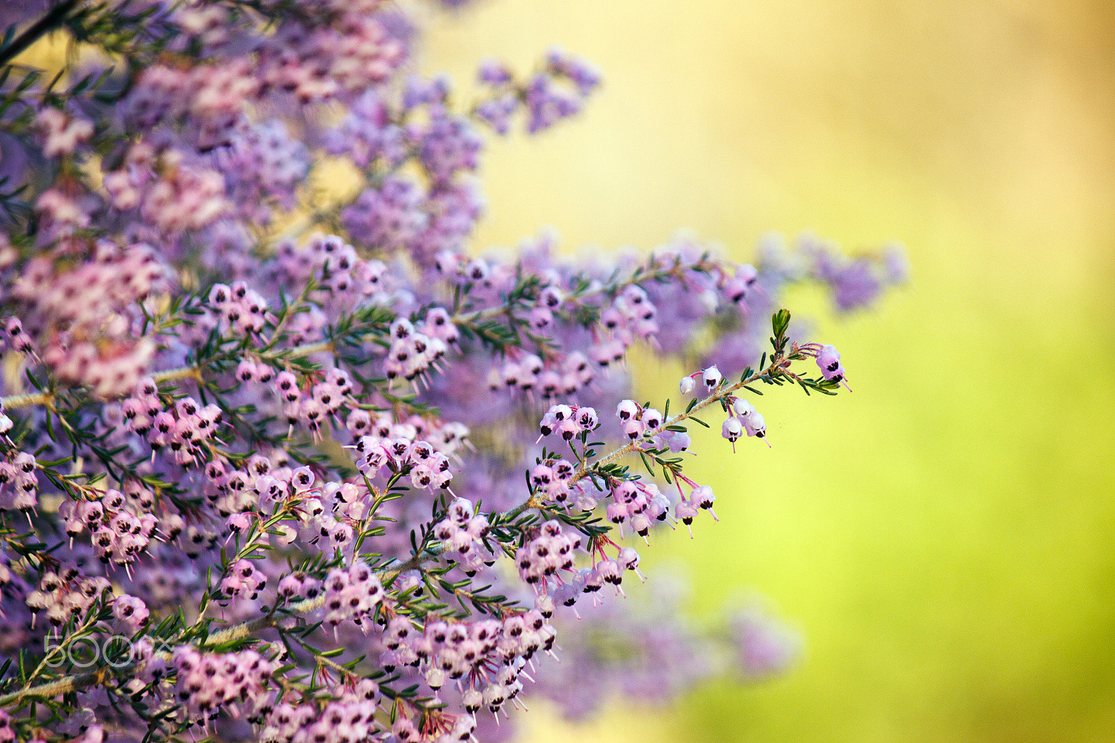 Canon EF-S 55-250mm F4-5.6 IS sample photo. Beauty is fragile photography