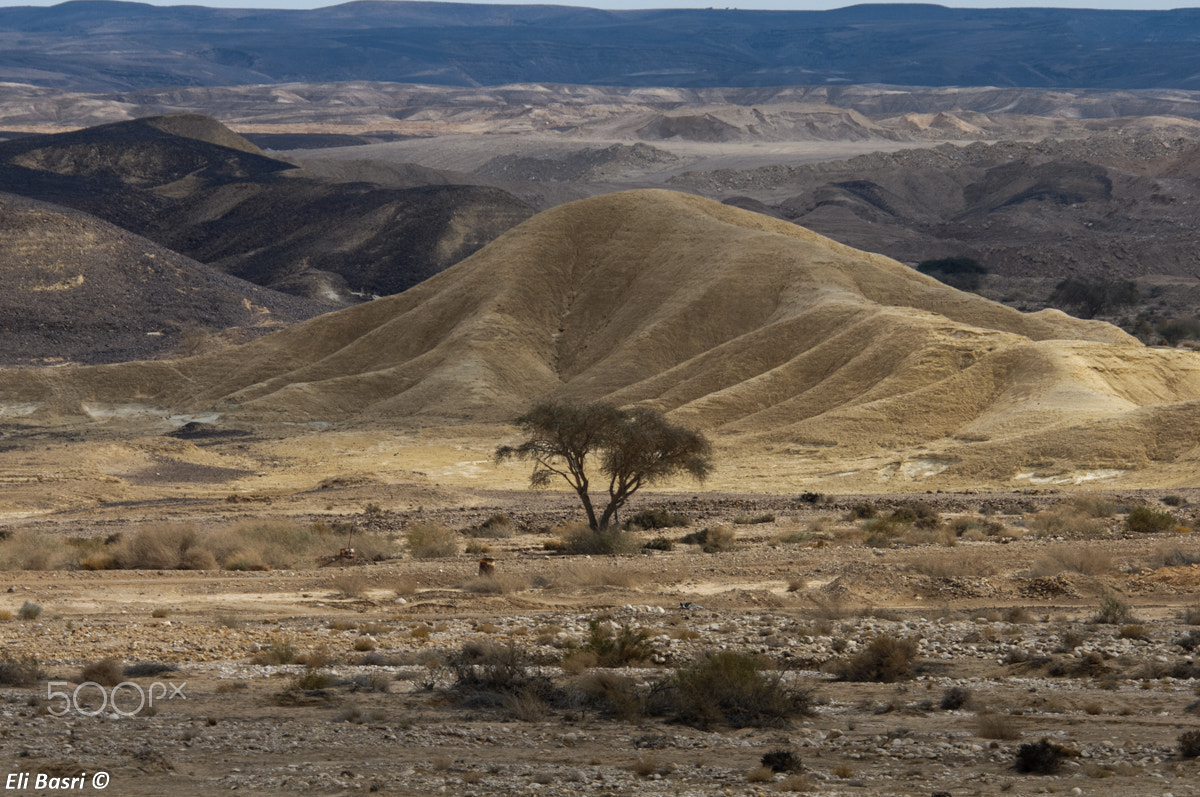 Nikon D300S sample photo. Desert view photography