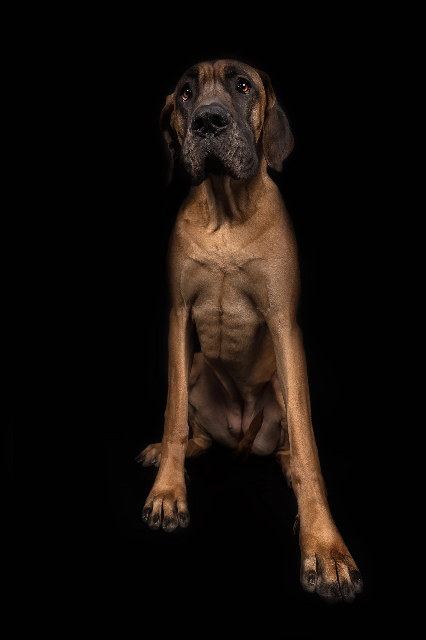 Canon EF 24-70mm F4L IS USM sample photo. The great dane photography