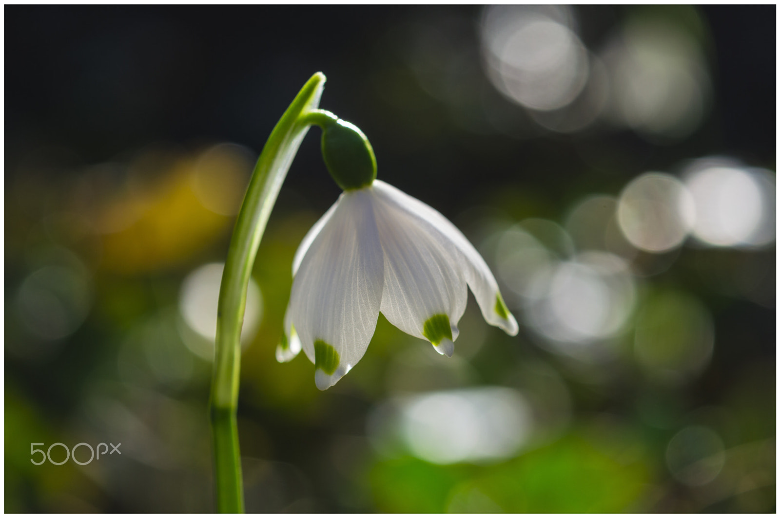 Nikon AF-S Micro-Nikkor 60mm F2.8G ED sample photo. Leucojum vernum photography