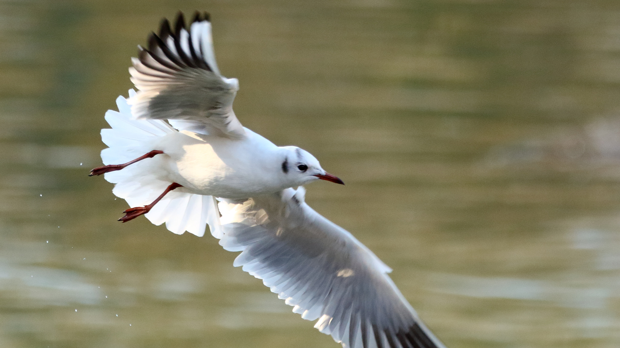 Sigma 150-600mm F5-6.3 DG OS HSM | C sample photo. Mouette bonaparte en vol photography
