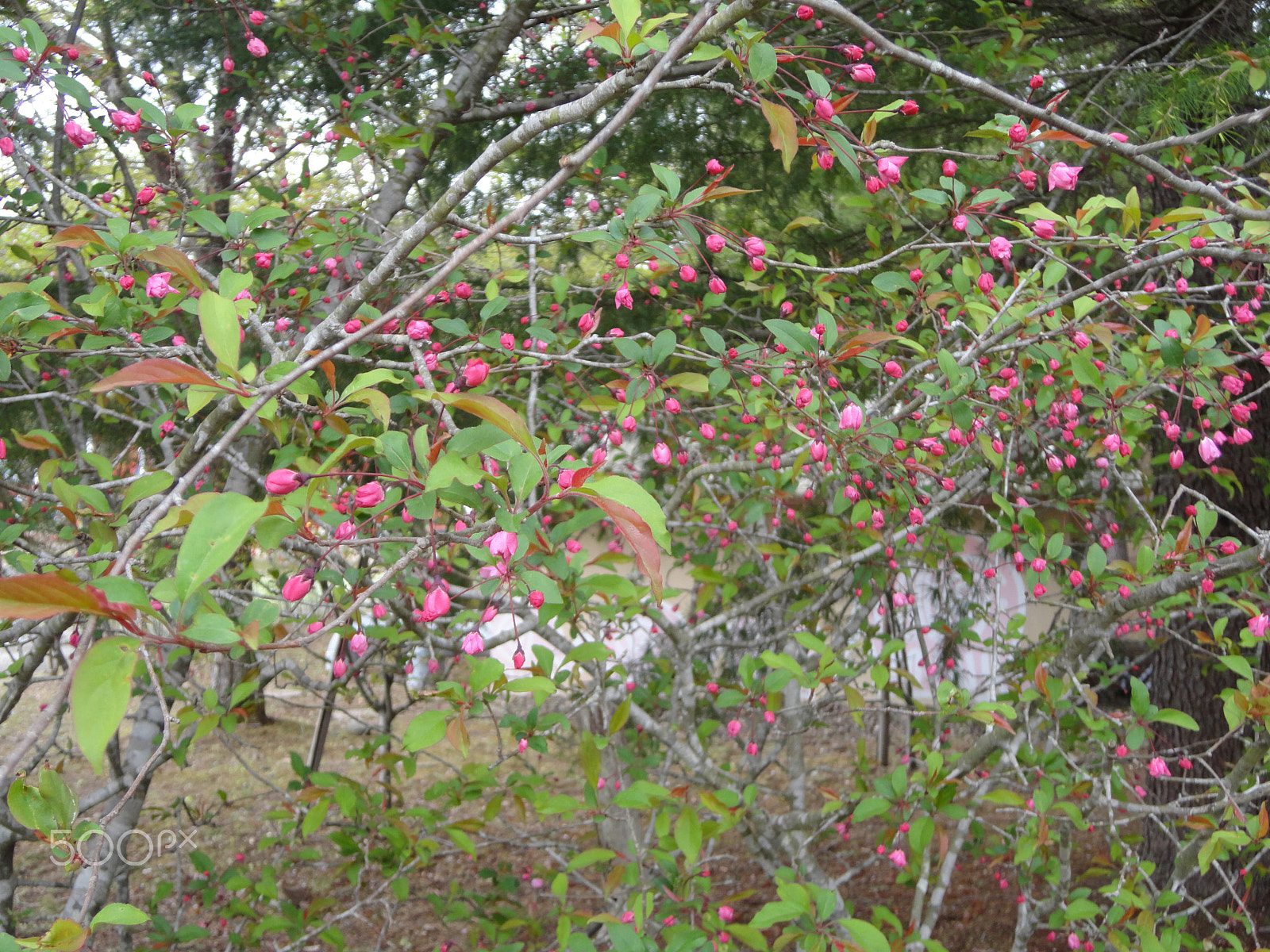 Sony Cyber-shot DSC-W570 sample photo. Japan, nature of beauty photography