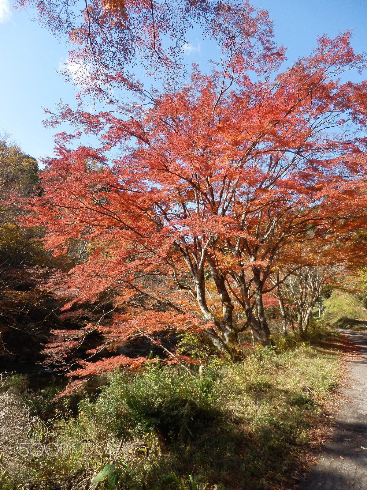 Olympus SZ-20 sample photo. Japan, nature of beauty photography