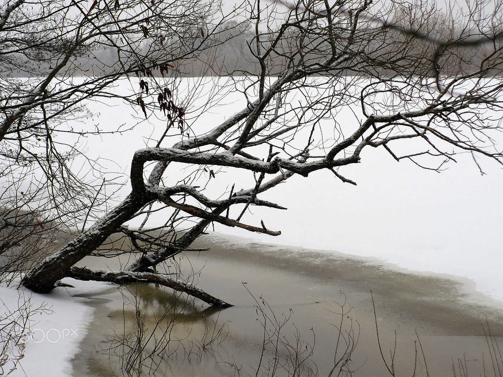 Panasonic DMC-LZ7 sample photo. Tree in the river photography