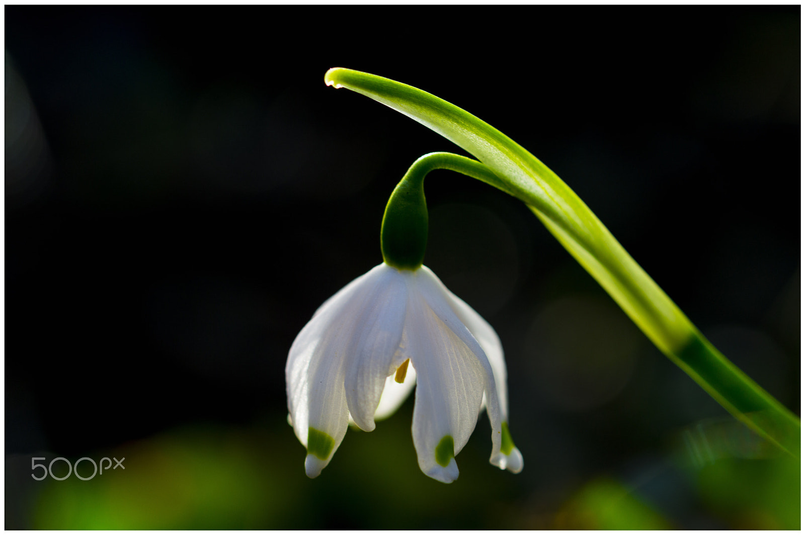 Nikon AF-S Micro-Nikkor 60mm F2.8G ED sample photo. Leucojum vernum photography