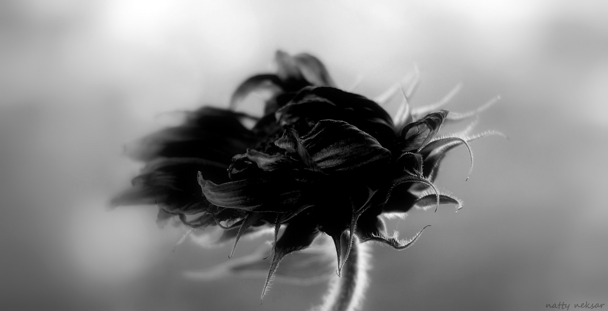 Nikon D60 sample photo. Sunflower b&w photography