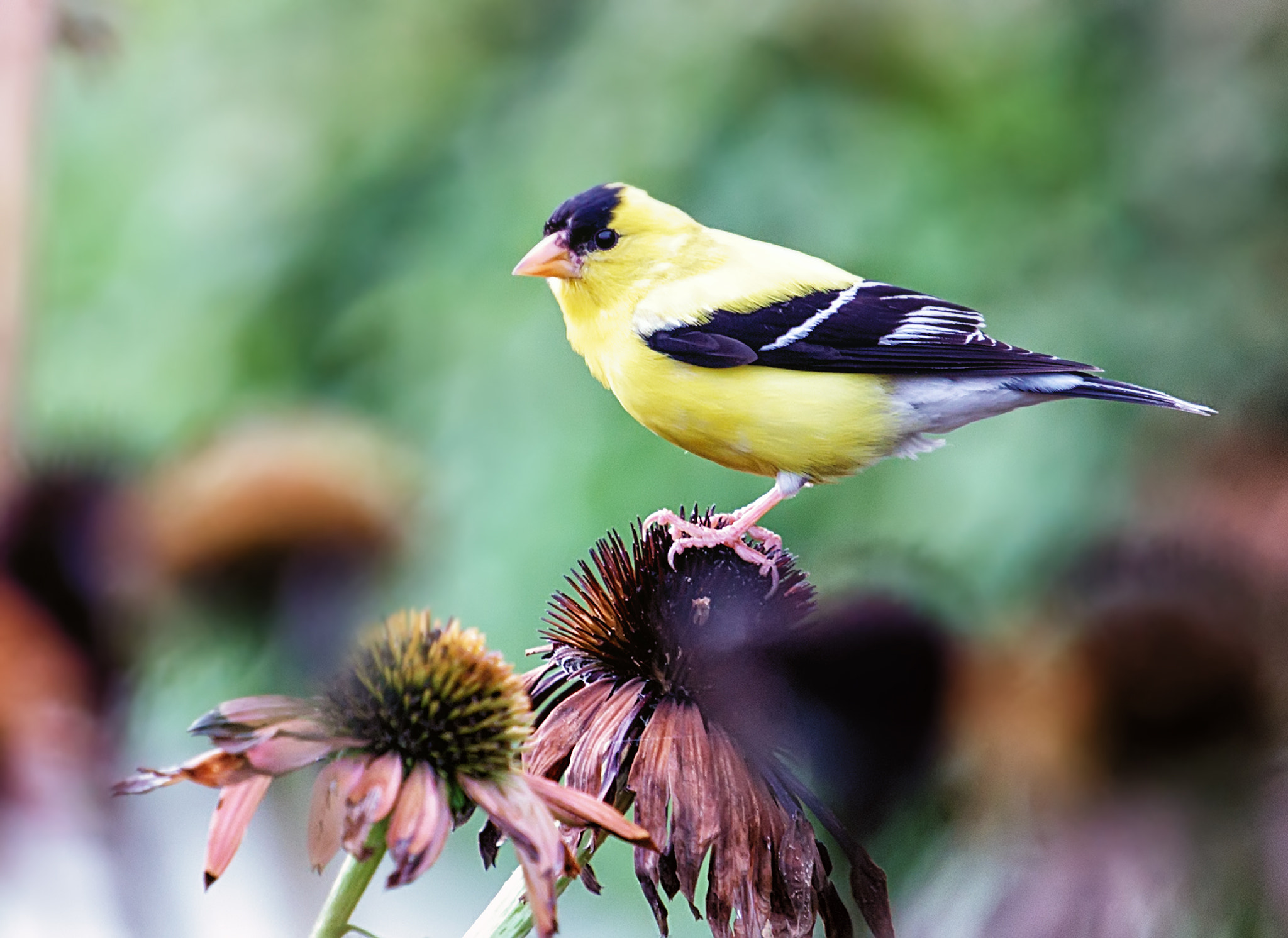 Canon EOS 60D sample photo. American goldfinch photography