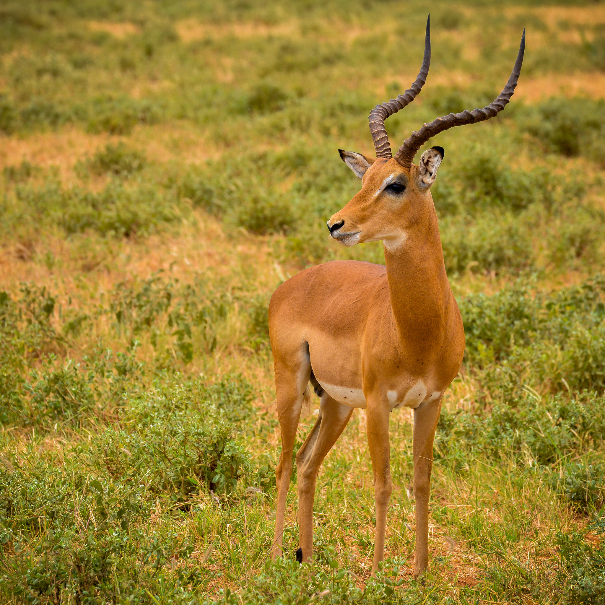 Nikon D7100 sample photo. Grant gazelle (gazella granti) photography