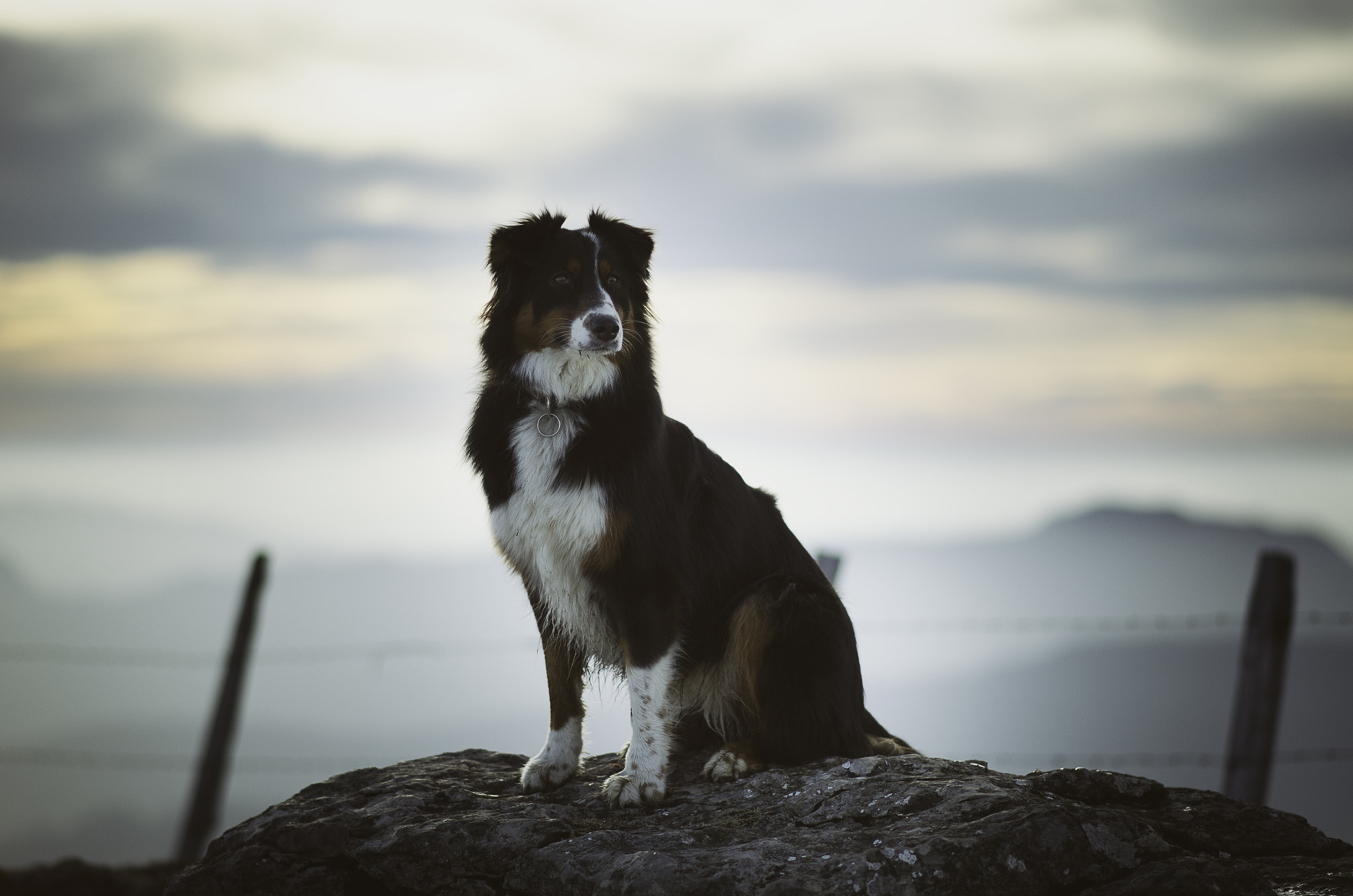 Nikon D5100 sample photo. Cute dog photography