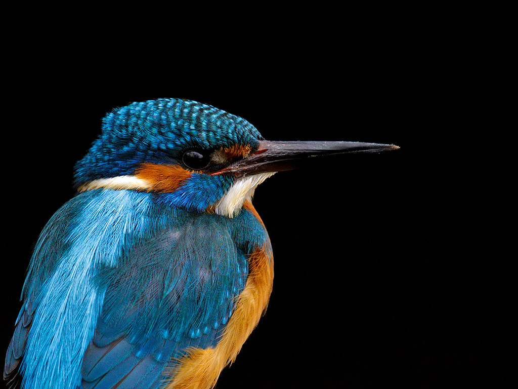 Canon EOS-1D X sample photo. Kingfisher, male photography