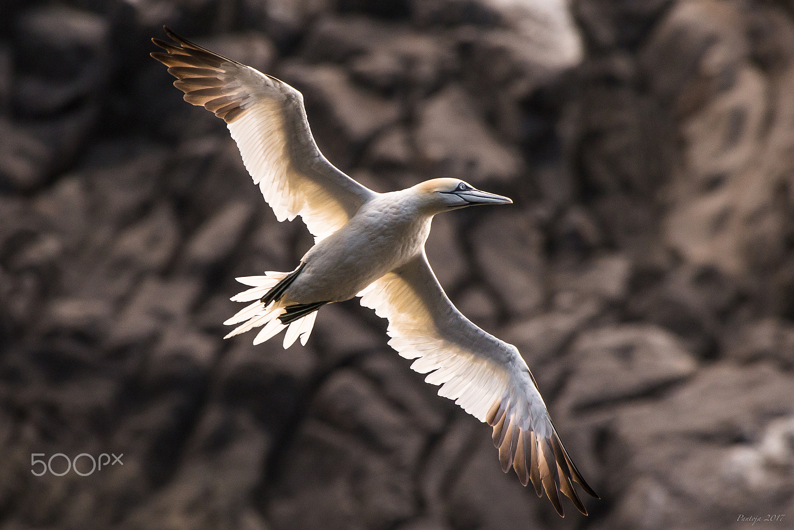 Nikon AF-S Nikkor 200-500mm F5.6E ED VR sample photo. Northern gannet photography