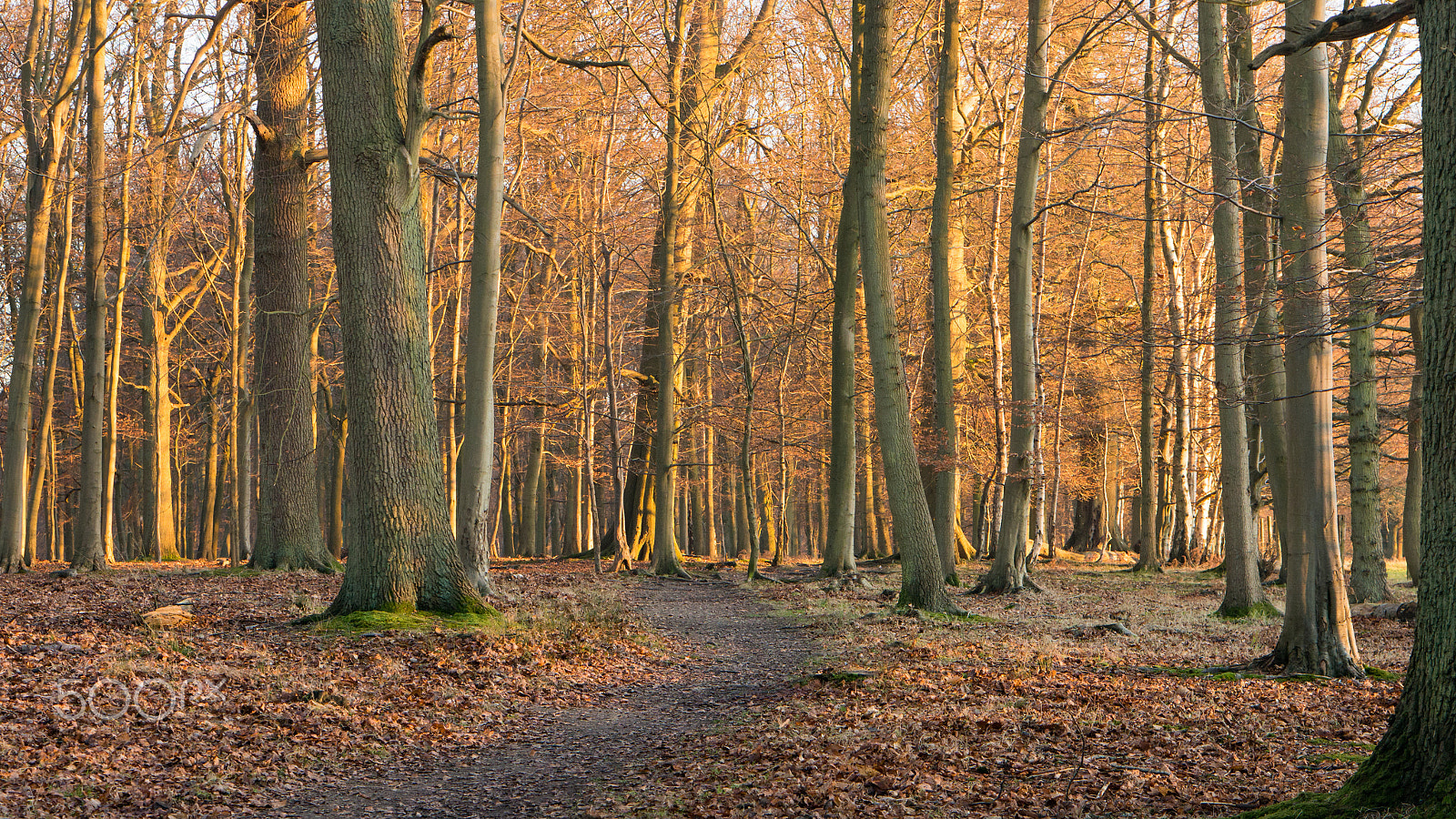 Sony Alpha NEX-6 + E 50mm F1.8 OSS sample photo. Golden wood photography