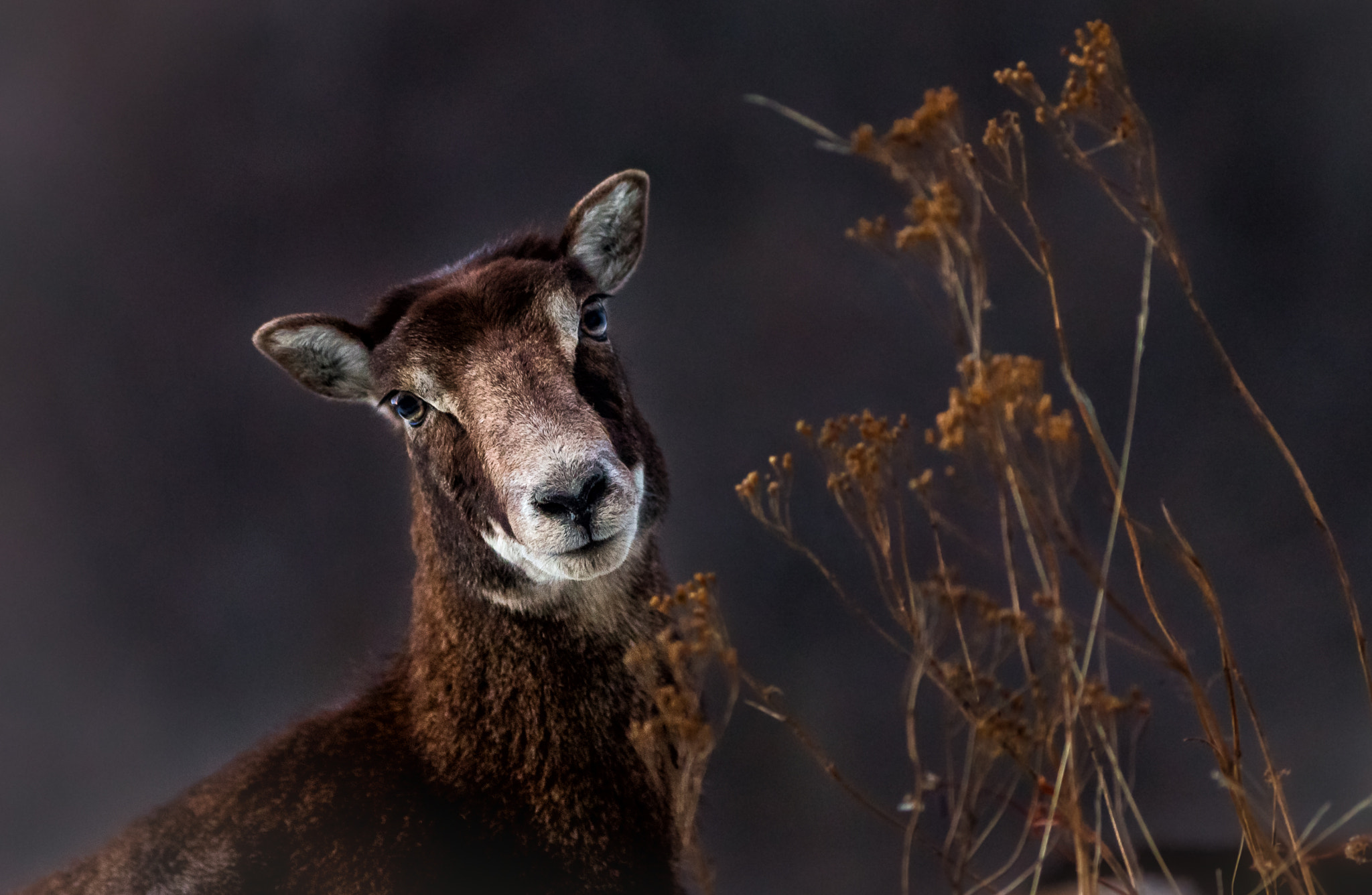 Canon EOS-1D X + Canon EF 300mm f/2.8L sample photo. Un peu de tendresse...a little tenderness photography