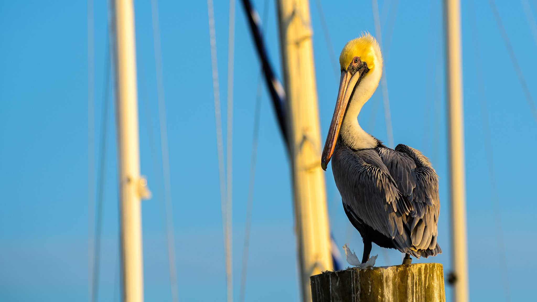 Nikon D500 sample photo. Pelican photography