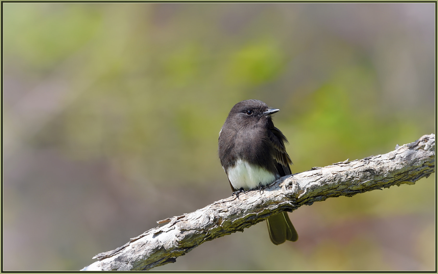 Sigma 120-400mm F4.5-5.6 DG OS HSM sample photo. Dapper flycatcher photography