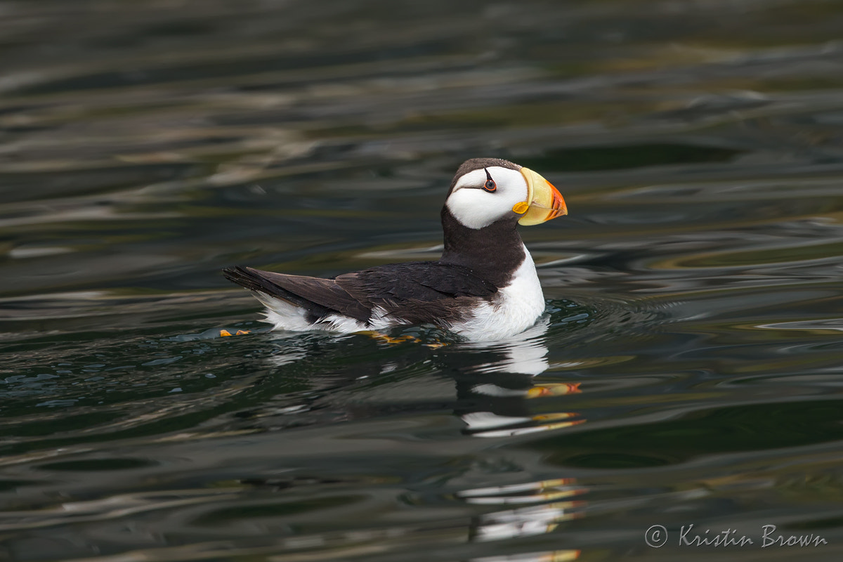 Canon EOS-1D X sample photo. Horned puffin photography
