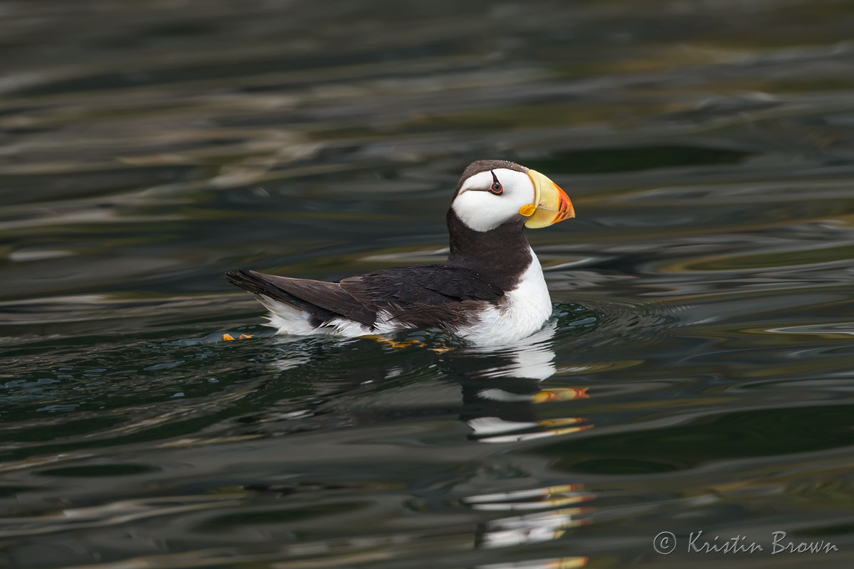 Canon EF 500mm F4L IS II USM sample photo. Horned puffin photography