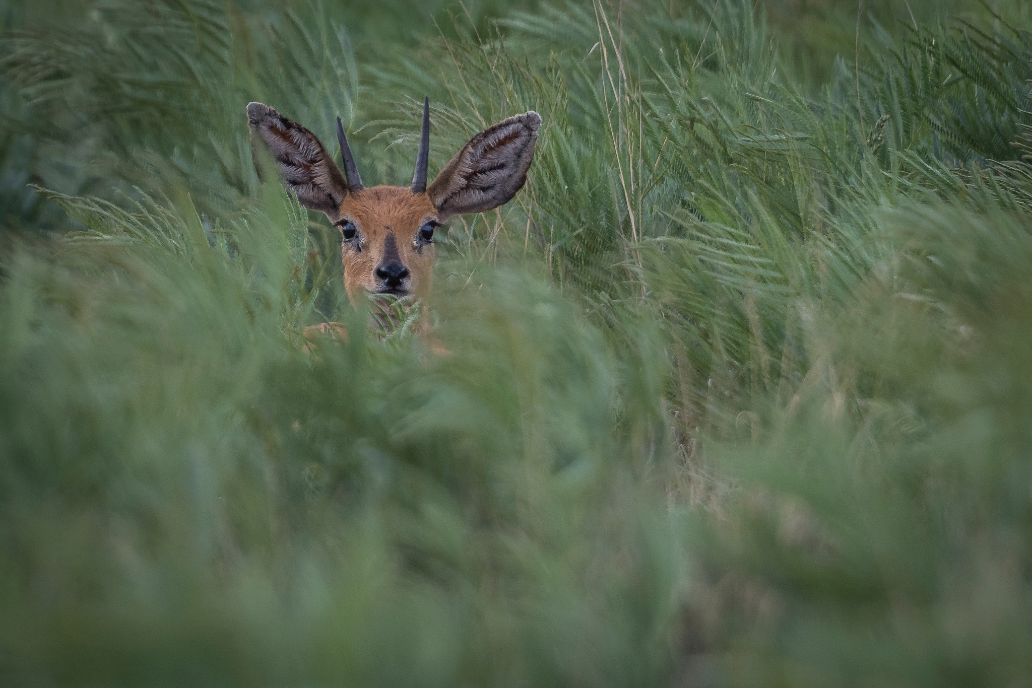 Canon EF 500mm F4L IS II USM sample photo. Peek-a-boo photography