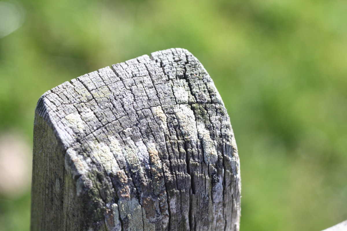 Canon EF 35-80mm f/4-5.6 sample photo. Old piece of wood photography
