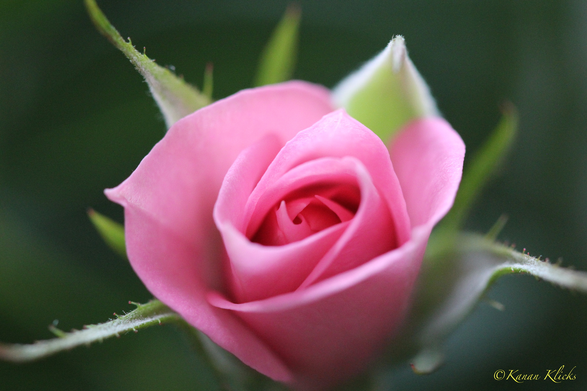 Canon EF 100mm F2.8 Macro USM sample photo. Budding rose photography