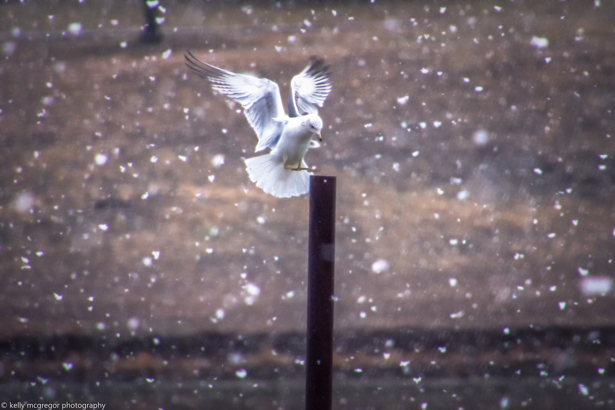 Canon EOS 50D sample photo. Coming in for landing  photography