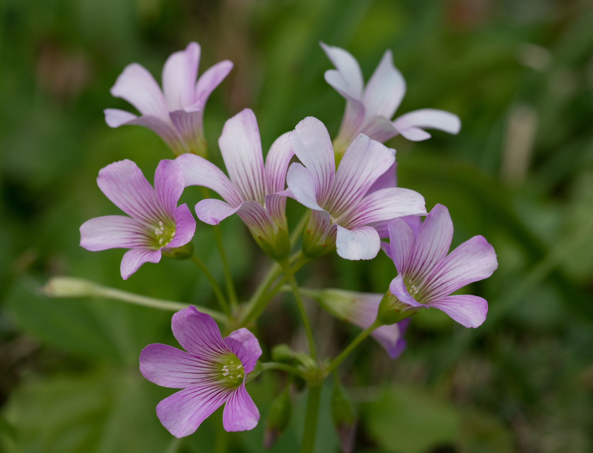 Olympus M.Zuiko Digital ED 60mm F2.8 Macro sample photo. Pretty purple patch photography
