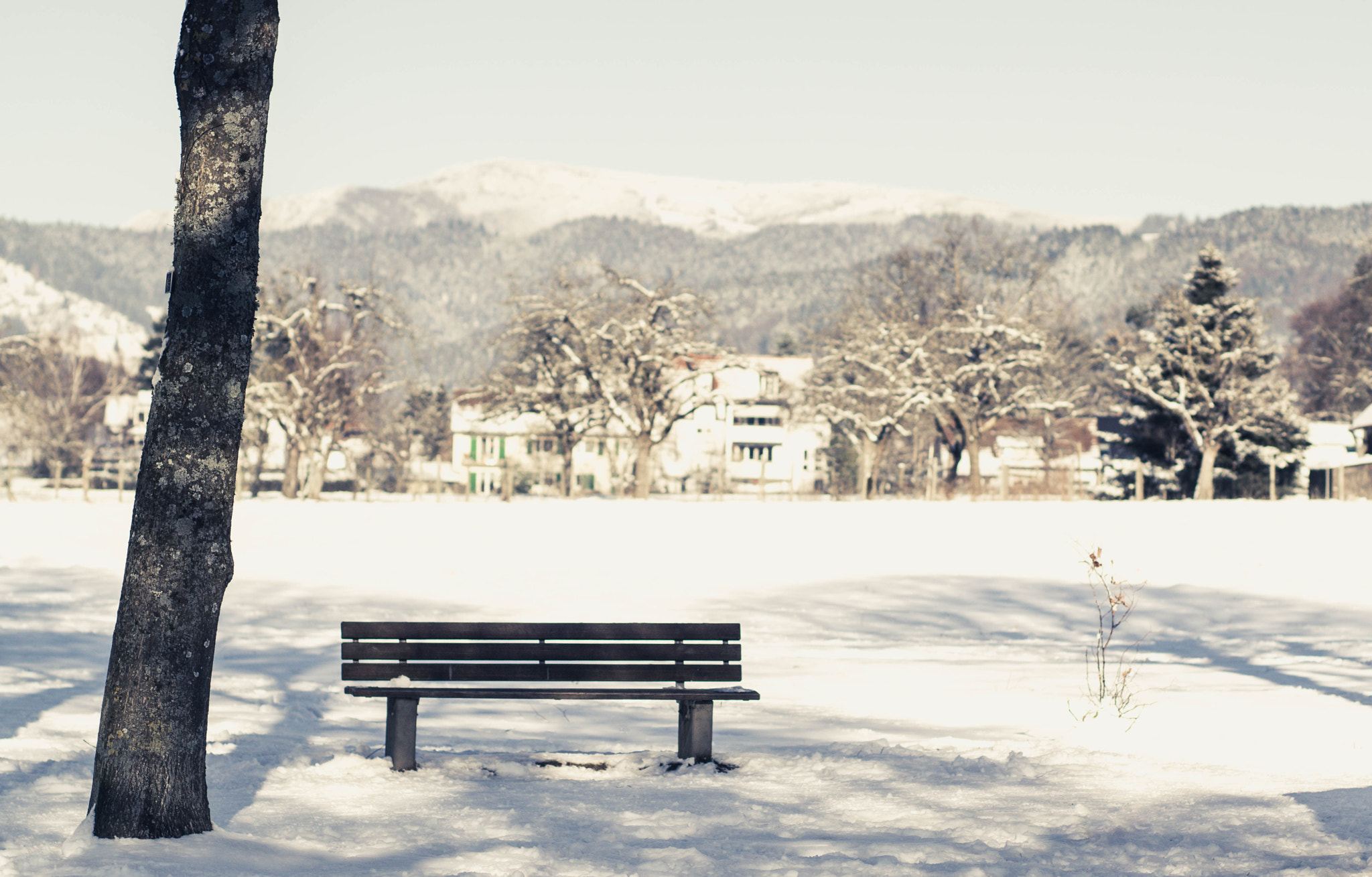 Sony a6000 sample photo. Empty bench & tree photography