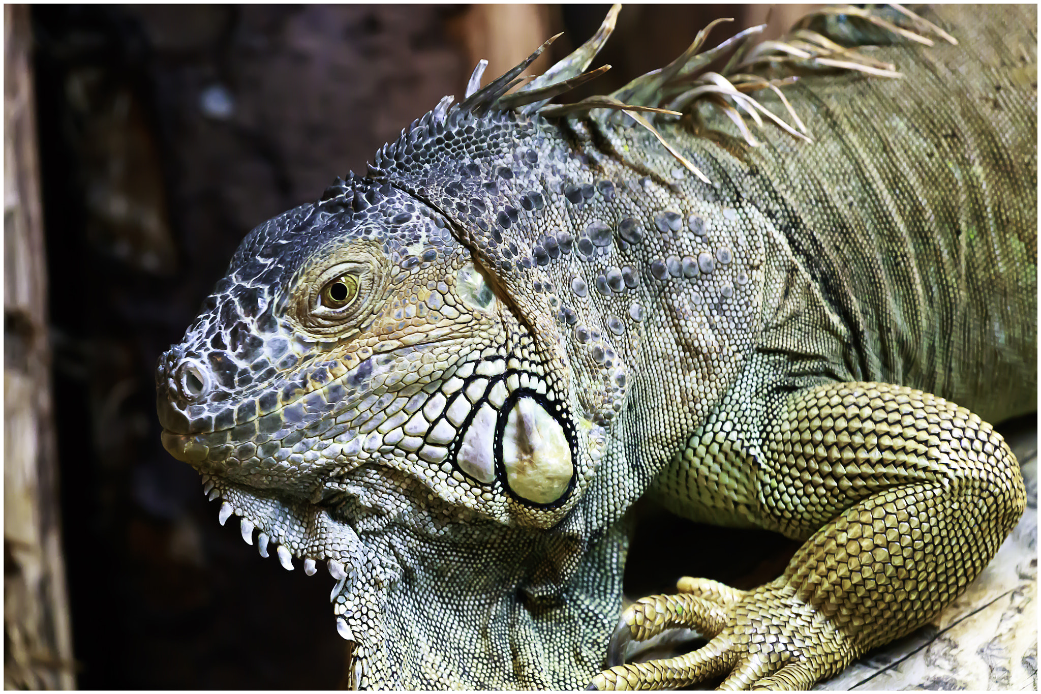 Canon EF 70-200mm F4L USM sample photo. Lizard.. with attitude photography