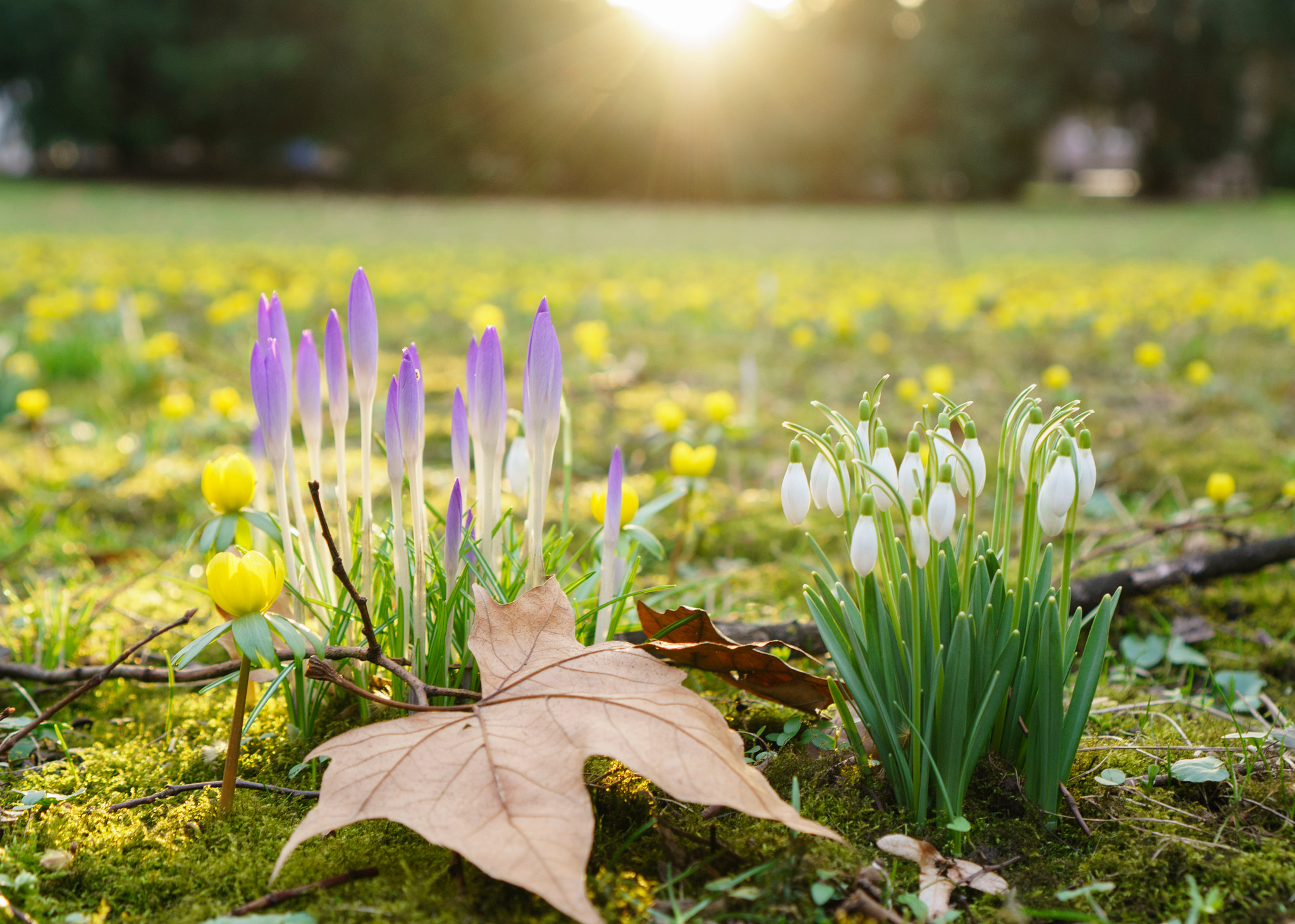 Sony Alpha NEX-6 + Sony E 35mm F1.8 OSS sample photo. Spring flowers photography