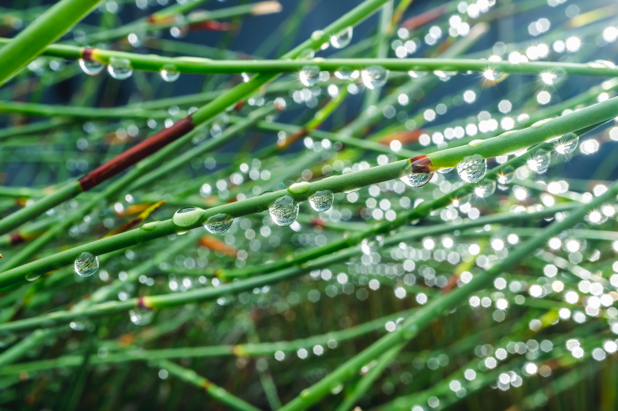 Canon EF-M 28mm F3.5 Macro IS STM sample photo. Whispering grass necklaces of droplets photography