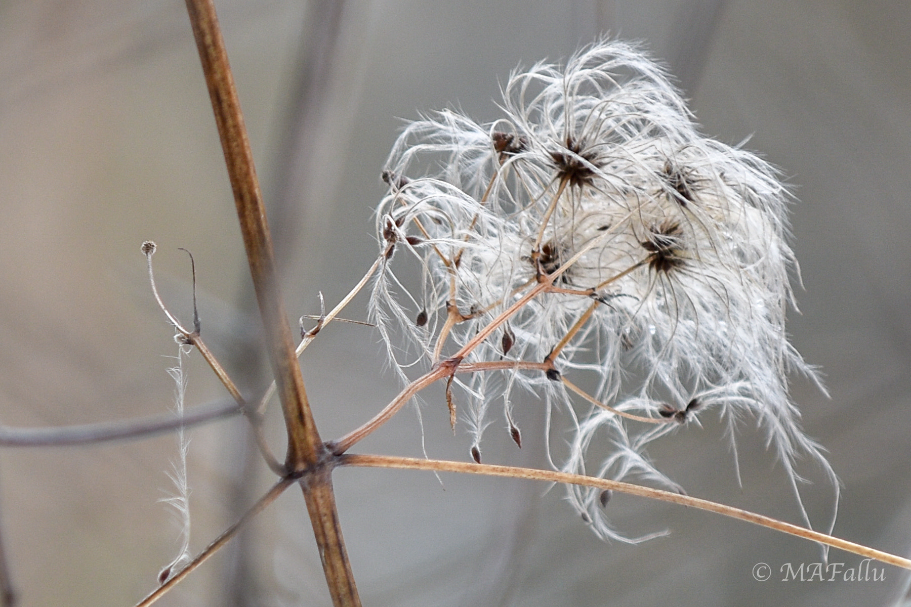 Nikon D7200 sample photo. Winter fluff photography