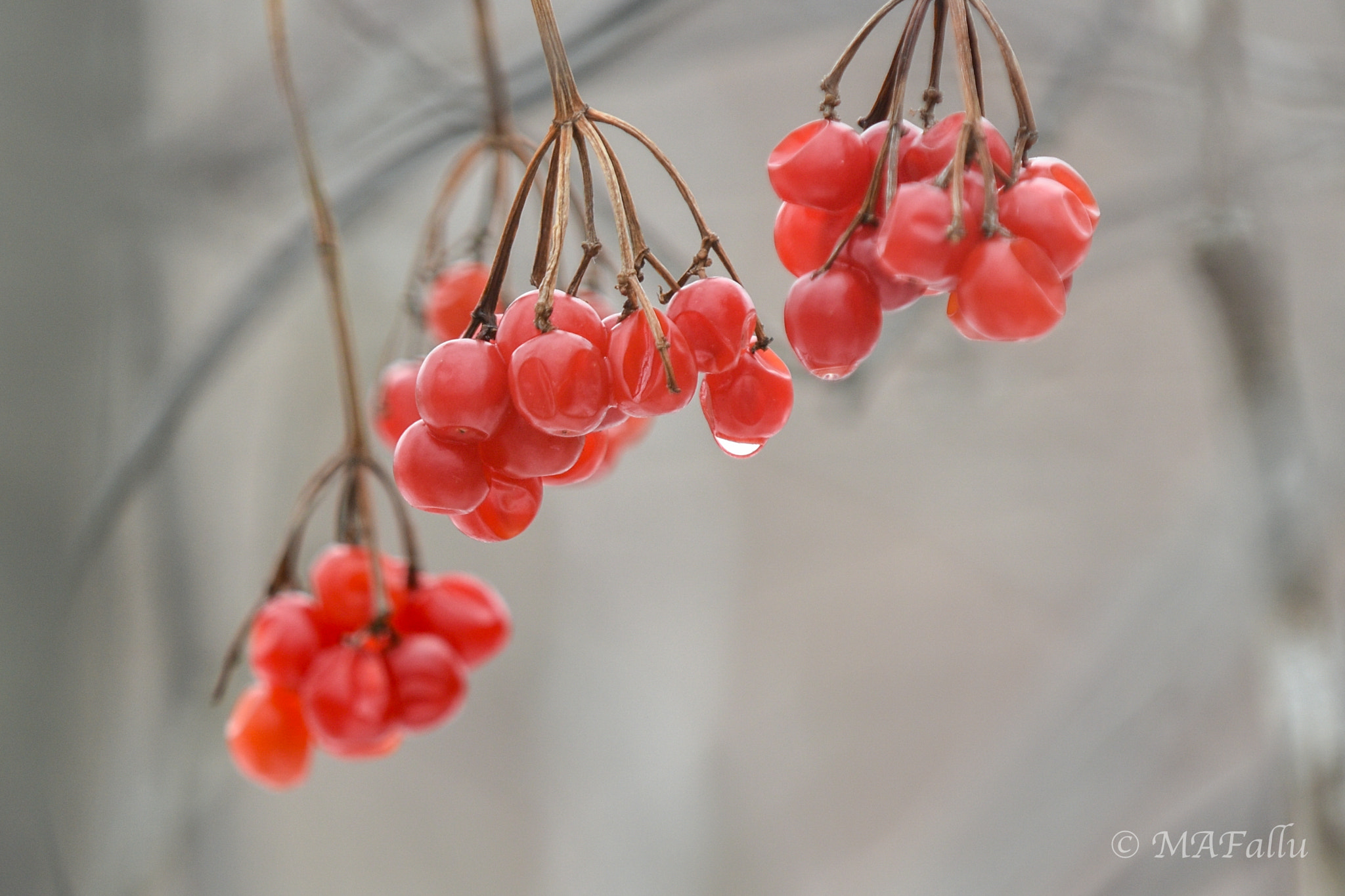 Nikon D7200 sample photo. Red fuits melting photography