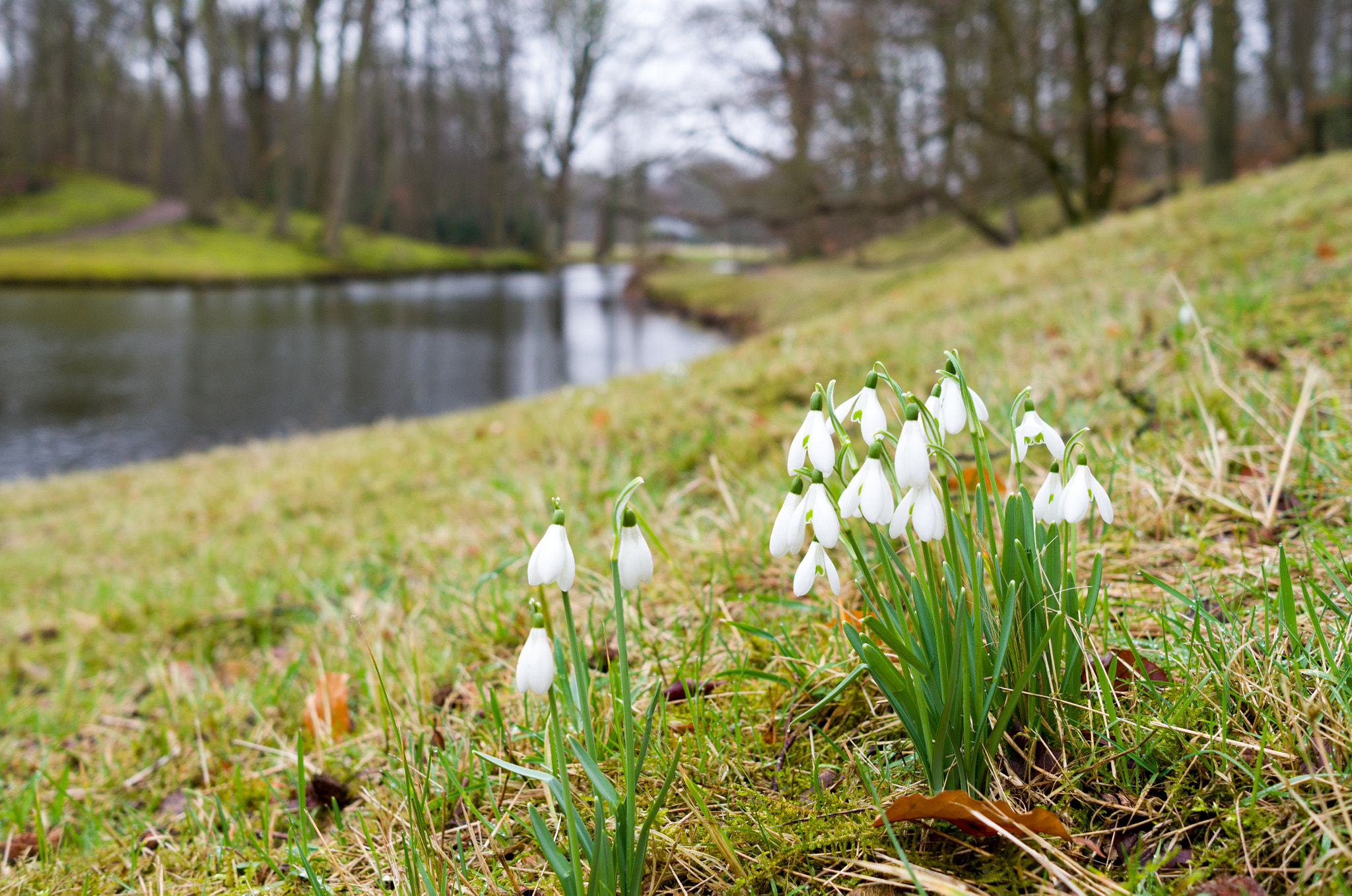 Leica X-E (TYP 102) sample photo. Sneeuwklokjes in elswout photography