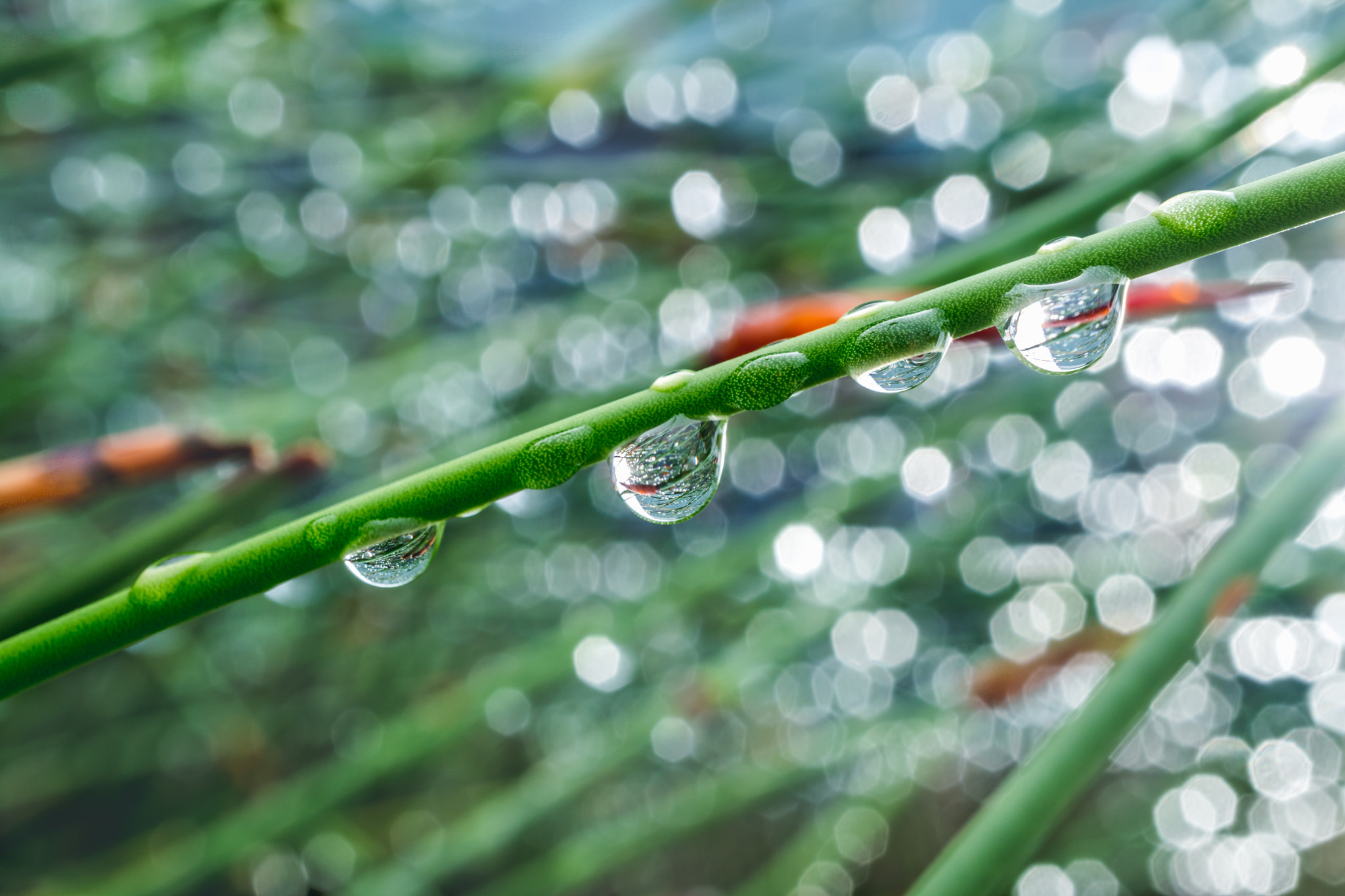 Canon EOS M3 + Canon EF-M 28mm F3.5 Macro IS STM sample photo. Necklaces of droplets photography