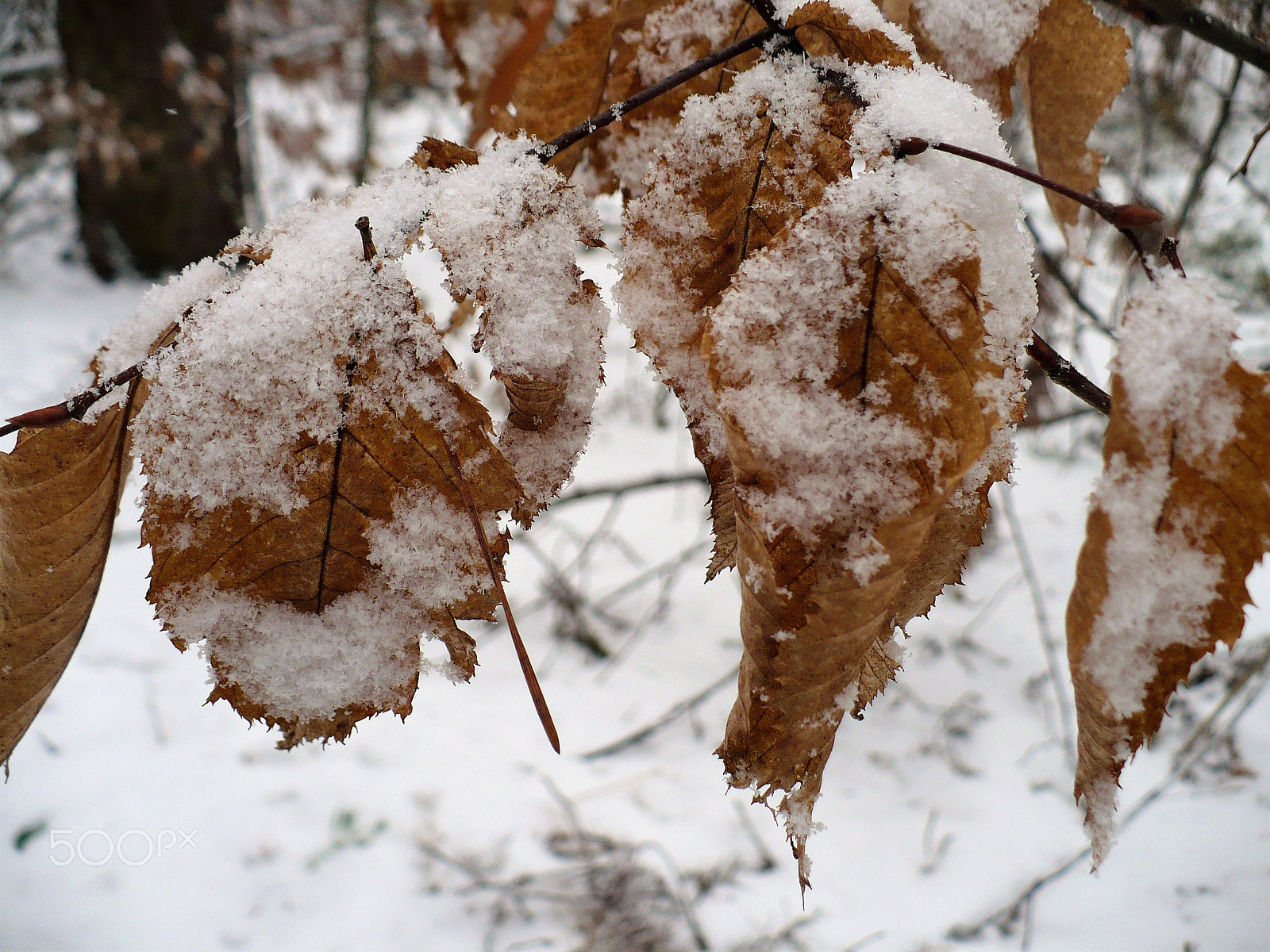 Panasonic DMC-LZ7 sample photo. Dry leaves under the snow photography