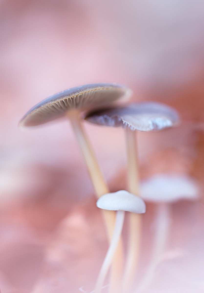 Sigma 150mm F2.8 EX DG OS Macro HSM sample photo. Die ersten schwammerl photography