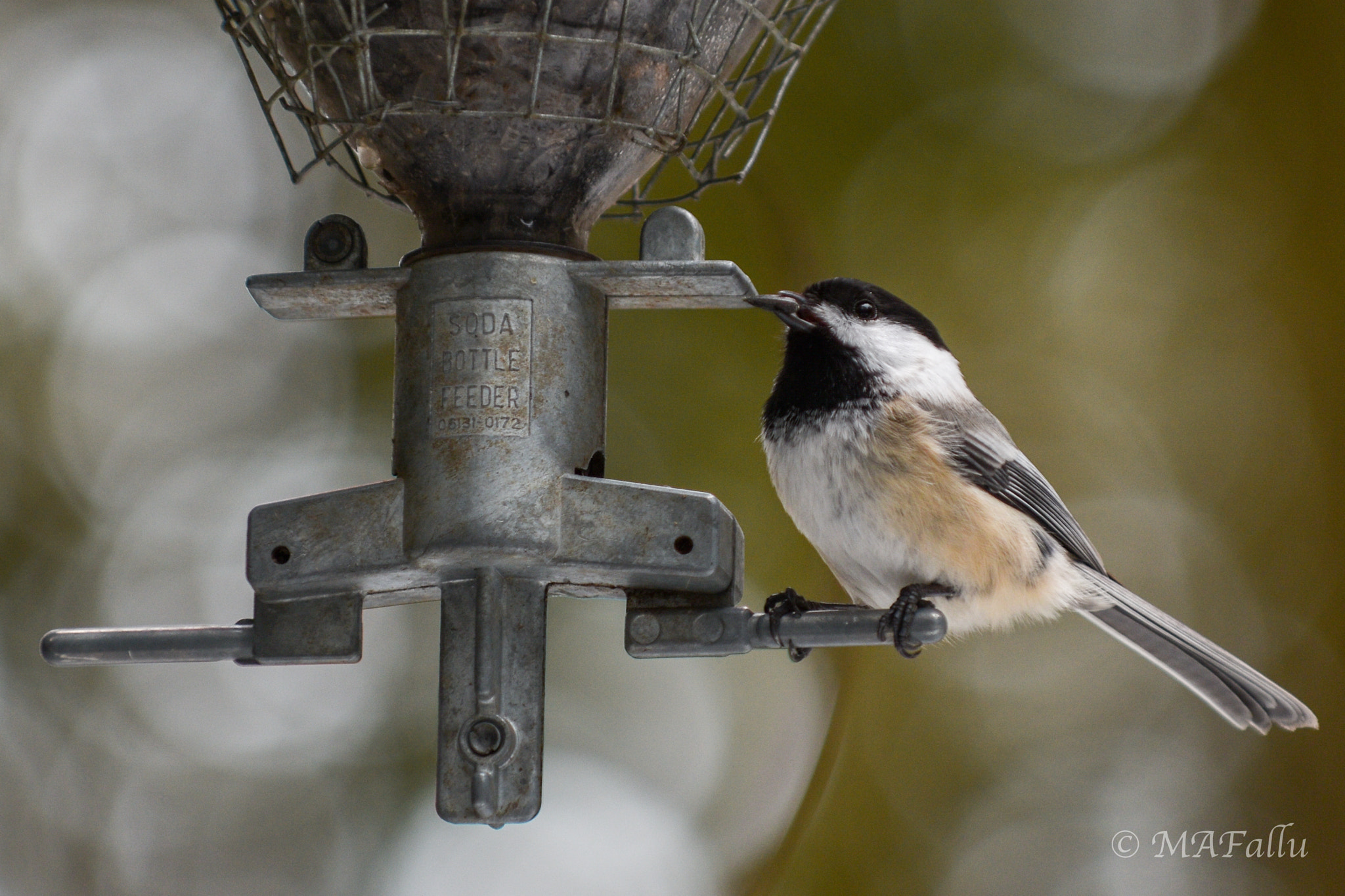 Nikon D7200 sample photo. Chickadee photography