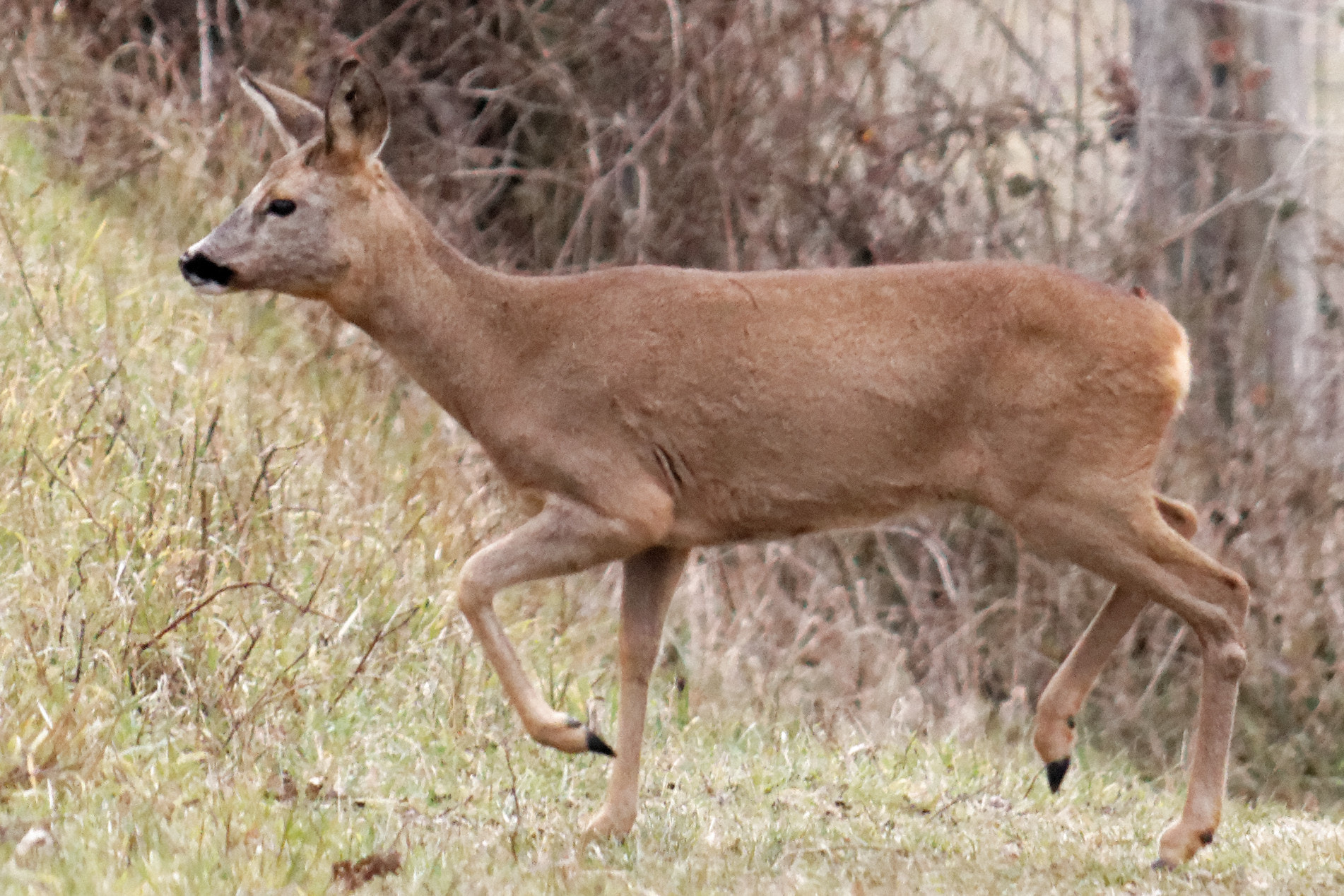 Sigma 150-500mm F5-6.3 DG OS HSM sample photo