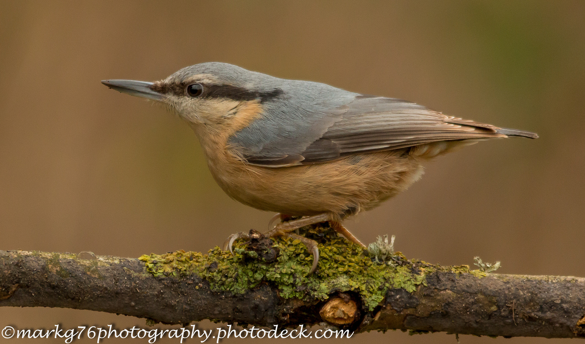 Canon EOS 70D + Sigma 150-500mm F5-6.3 DG OS HSM sample photo. Nuthatch photography