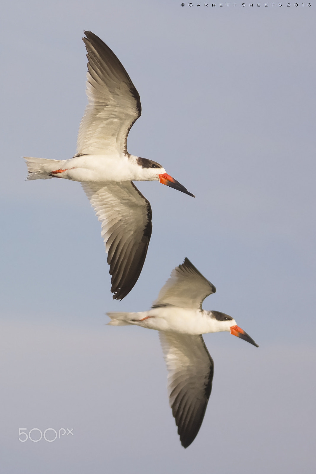 Tamron SP 150-600mm F5-6.3 Di VC USD sample photo. Black skimmer photography