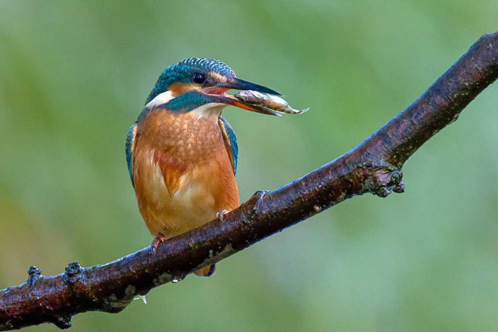 150-600mm F5-6.3 DG OS HSM | Contemporary 015 sample photo. Ijsvogel met prooi photography