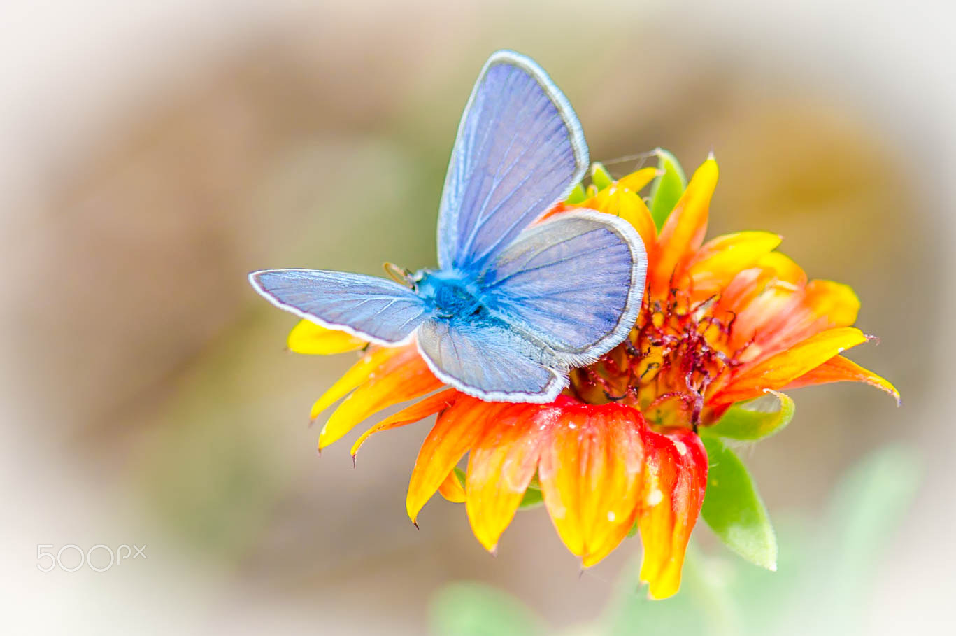 Nikon D5100 sample photo. Blue butterfly arizona lycaena heteronea photography