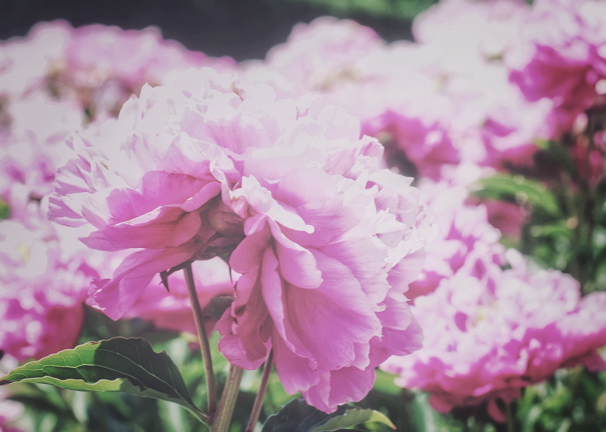 Nikon D80 + Nikon AF-S Nikkor 50mm F1.8G sample photo. Pink peonies  photography