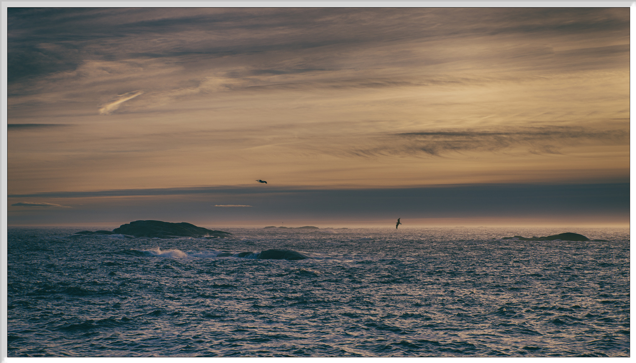 Nikon D610 + Sigma 24-70mm F2.8 EX DG HSM sample photo. Gull dancing photography