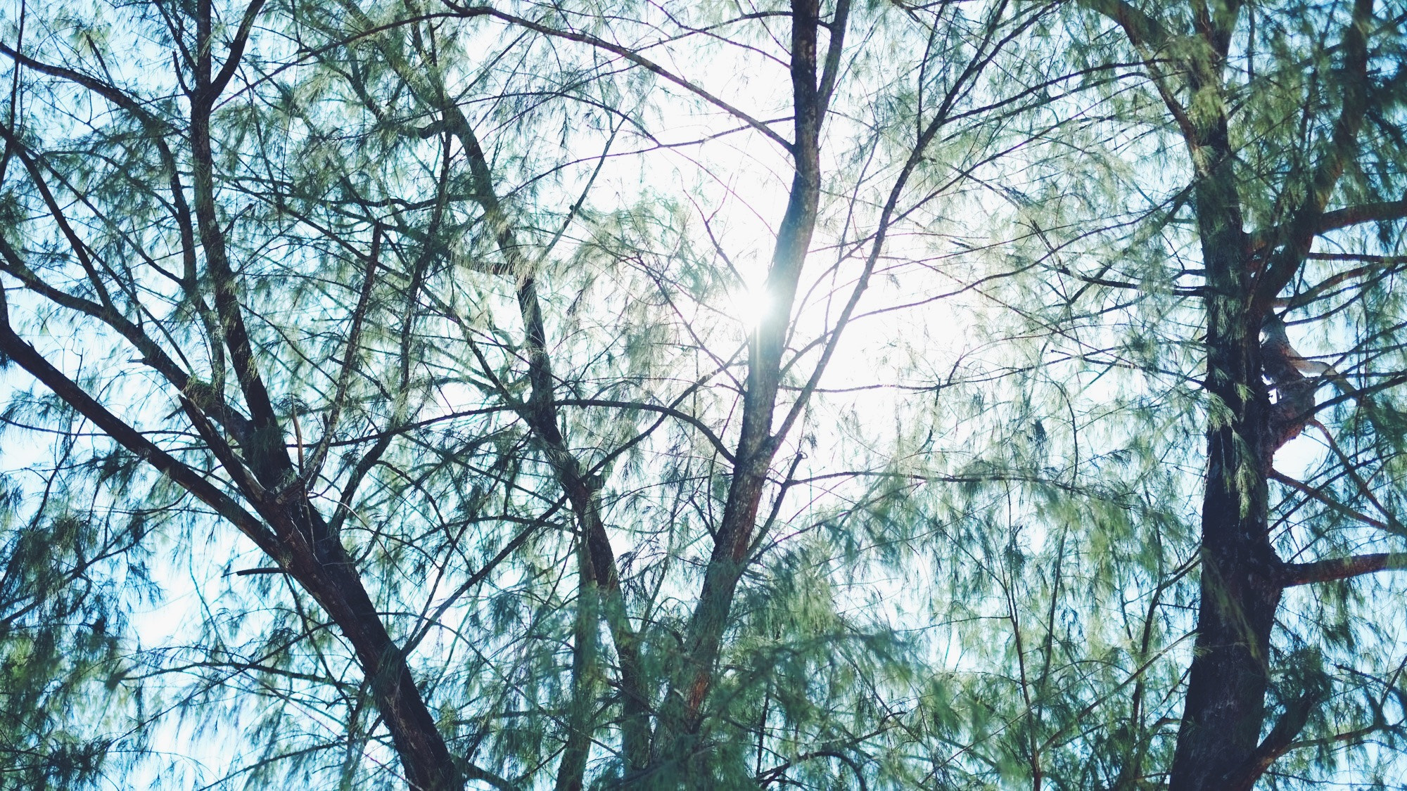 Fujifilm X-Pro1 sample photo. Under the sun, tree and breeze. photography