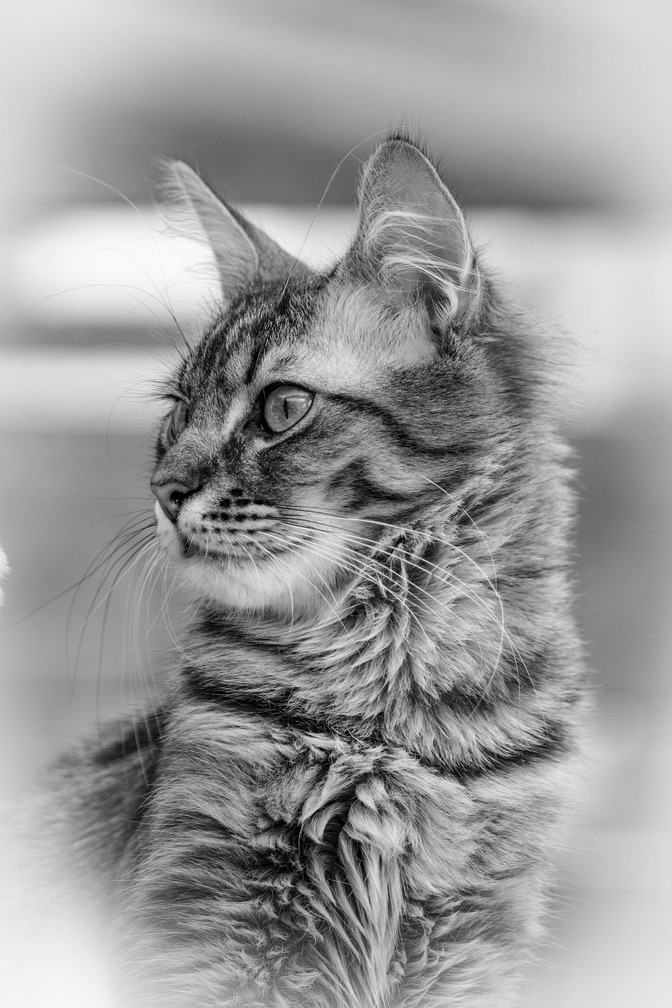 Canon EF-S 55-250mm F4-5.6 IS STM sample photo. Grau photography